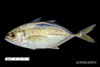 Caranx crysos - blue runner, from SEAMAP Collections